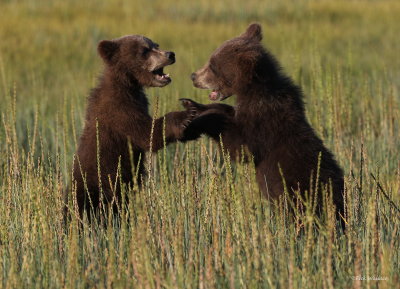AB2015-07_04 Brown Bear cubs c.JPG