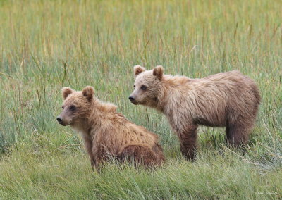 AB2015-07_08 Brown Bear cubs c.JPG