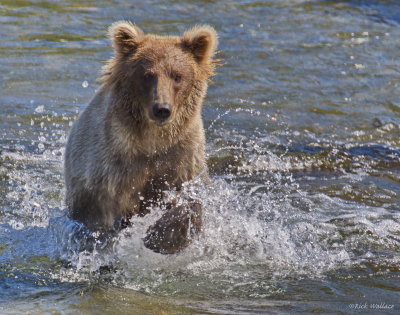 Alaskan Brown Bears