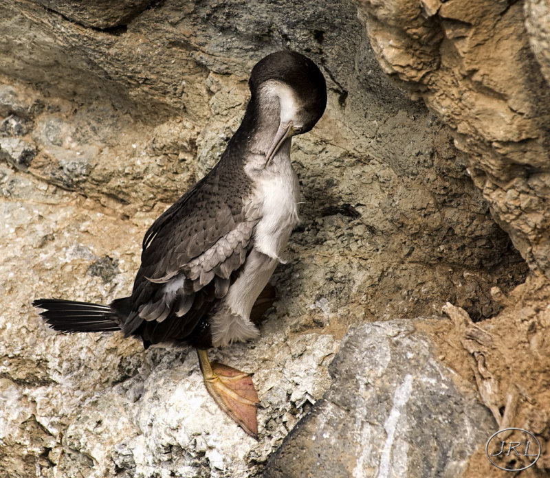 Juvenile Spotted Shag (Parekareka)
