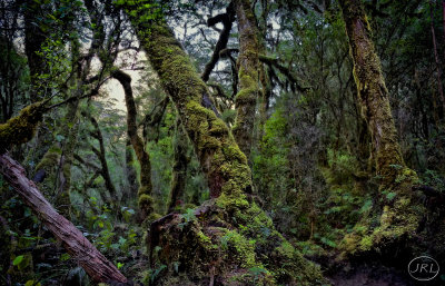 Fiordland Rain Forest.