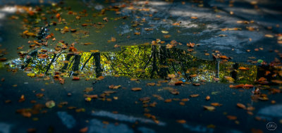 Autumn Reflections.