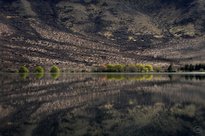 Benmore Willows.