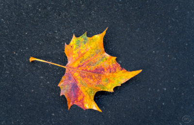 Fallen leaf & Autumn rain.