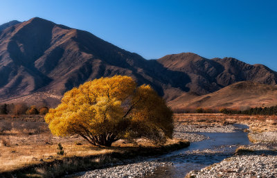 Autumn Willow.