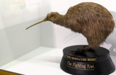 The Fighting Kiwi.