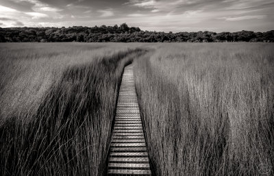 Tautuku Boardwalk.