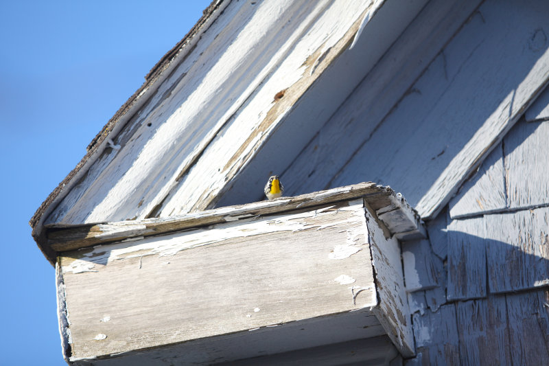 YELLOW THROATED WARBLER  FLY.jpg