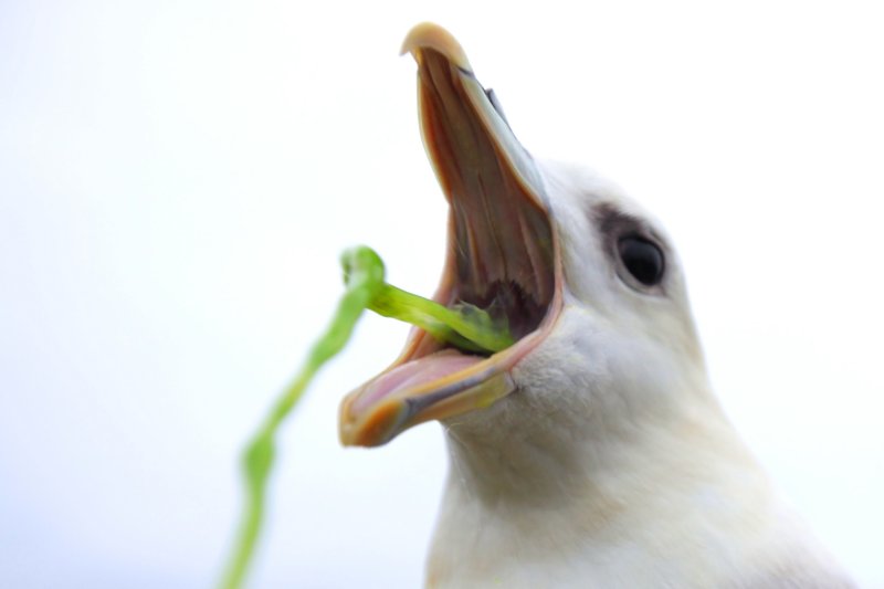 NORTHERN FULMAR 