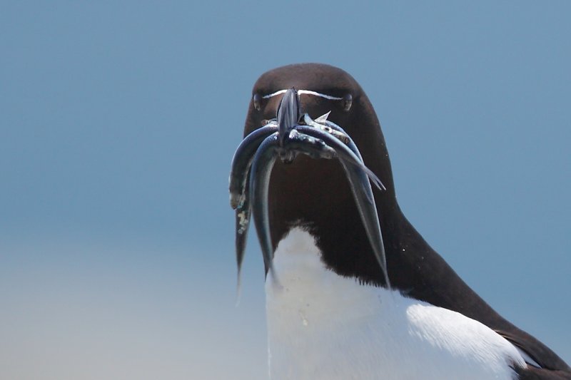 003  RAZORBILL WITH LARGE HERRING