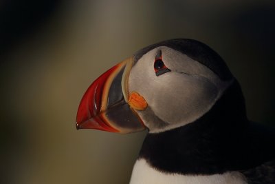 ATLANTIC PUFFINS