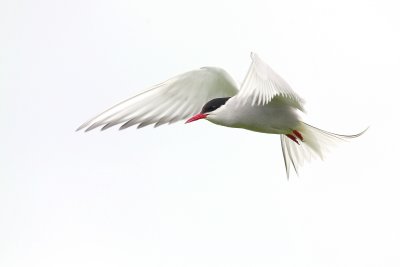 ARCTIC TERNS