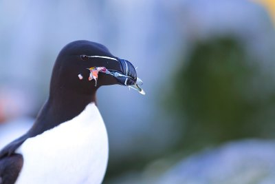 RAZORBILLS