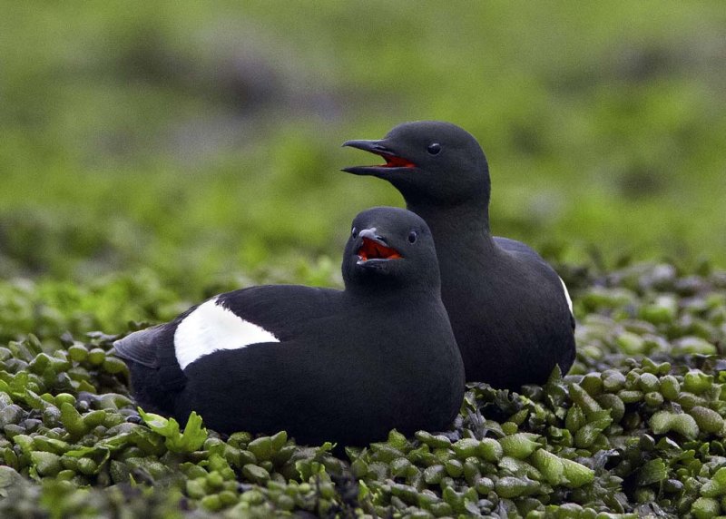 Black Guillemonts