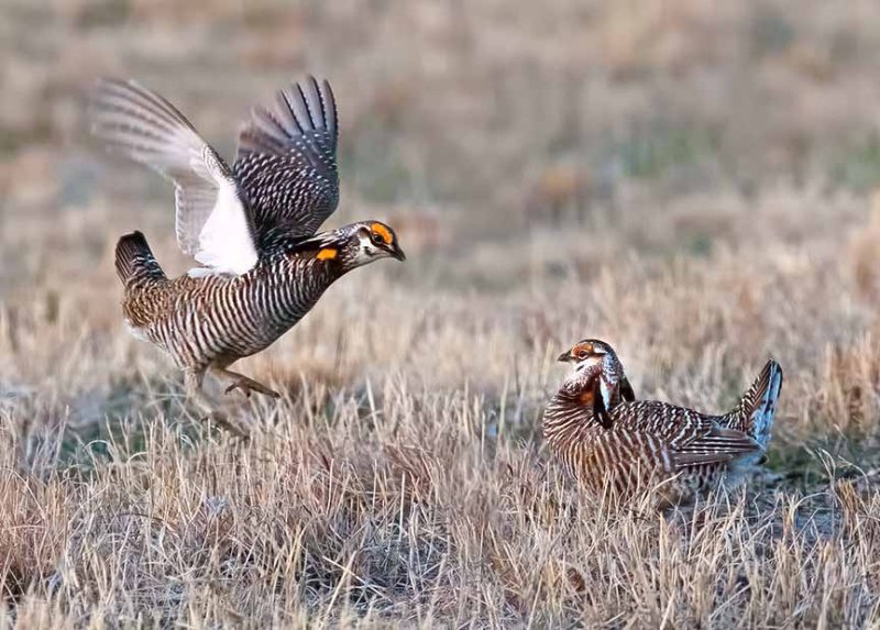 Greater Prairie Chickens