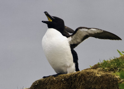 Razorbill