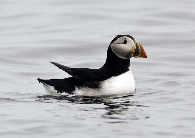 Atlantic Puffin