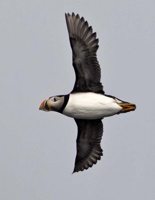 Atlantic Puffin