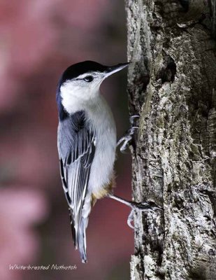 White-breasted Nuthatch