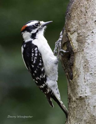 Downy Woodpecker (M)