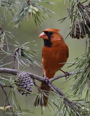 Northern Cardinal (M)