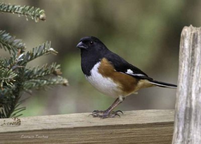 Eastern Towhee (Adult, Red-eyed)