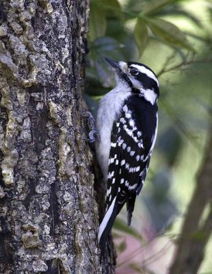 Downy Woodpecker (F)