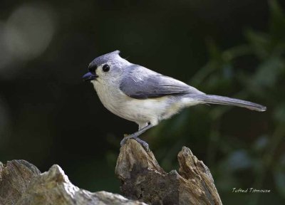 Tufted Titmouse (Northern)