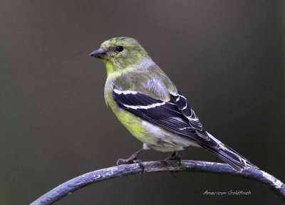 American Goldfinch (F)