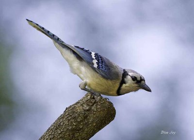 Blue Jay