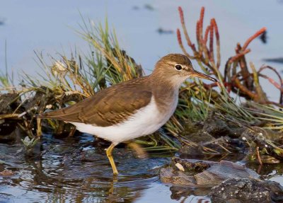 Spotted Sandpiper