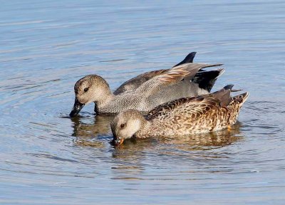 Gadwall (M) (F)