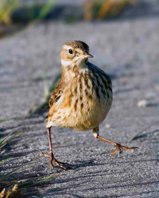 American Pipit