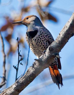 Northern Flicker