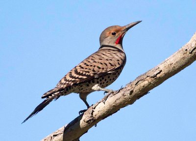 Northern Flicker