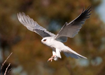 White-tailed Kite