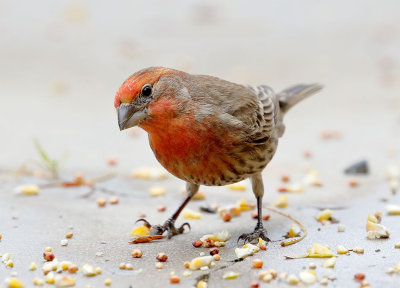 House Finch (M)