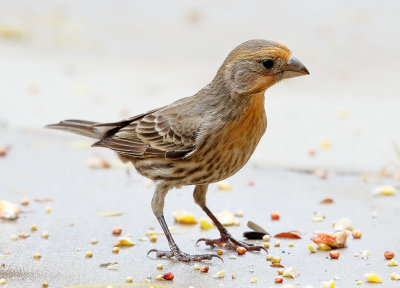 House Finch (F)