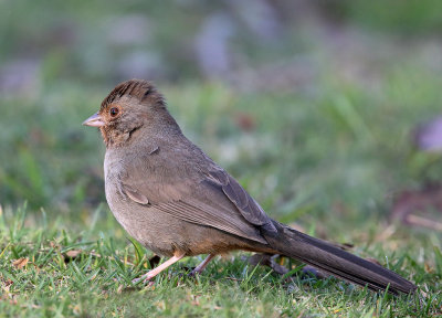 California Towhee