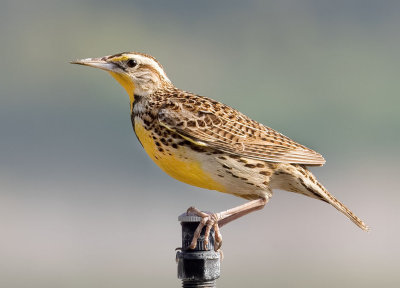 Western Meadowlark