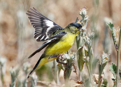 Lesser Goldfinch