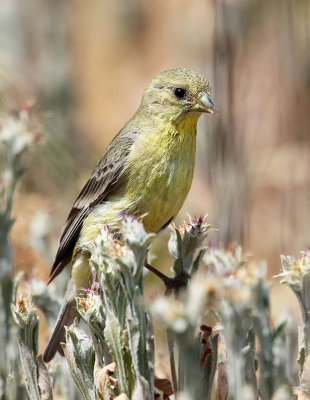 Lesser Goldfinch (Pale Adult)