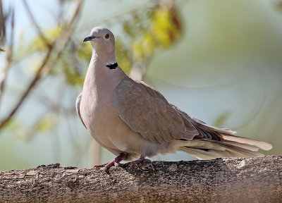 Eurasian Collared-Dove