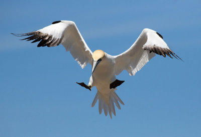 NorthernGannet