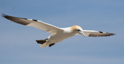 NorthernGannet