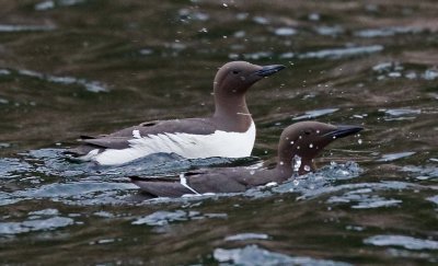 Common Murres