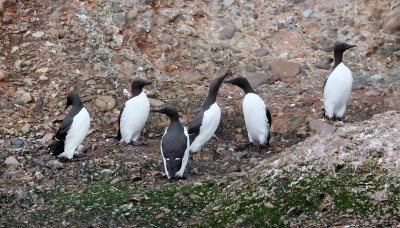 Common Murres