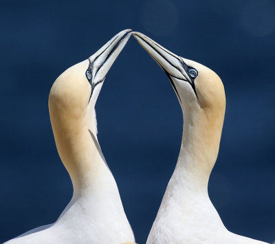 Northern Gannets