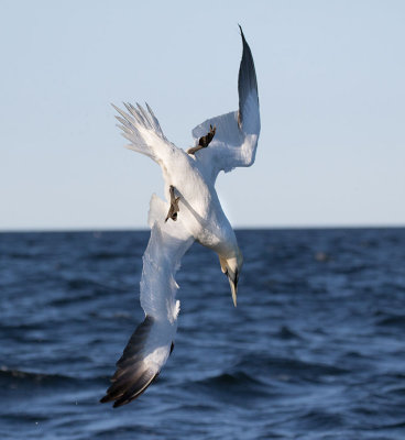 Northern Gannet