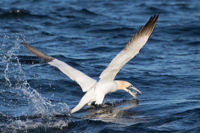 Northern Gannet